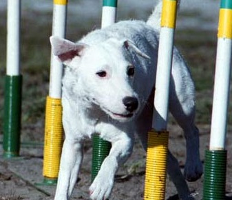 Agility Training Classes